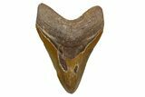 Serrated, Fossil Megalodon Tooth - North Carolina #345669-1